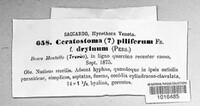 Ceratocystis pilifera image